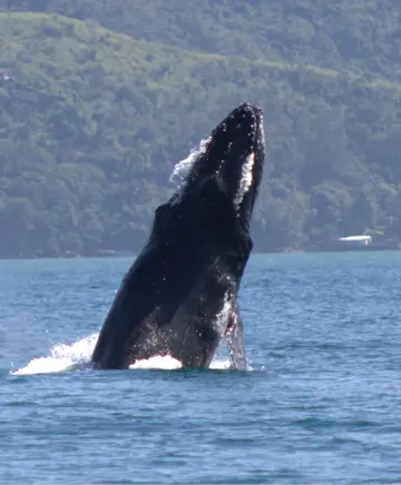 Baleia jubarte próxima ao barco