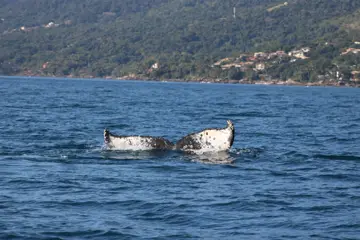 Observação de baleias no mar